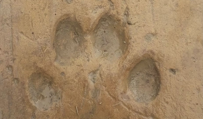 Traces animaux